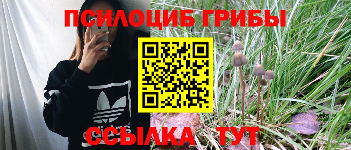 Кулебаки  Галлюциногенные грибы Cubensis  Вход с VPN 